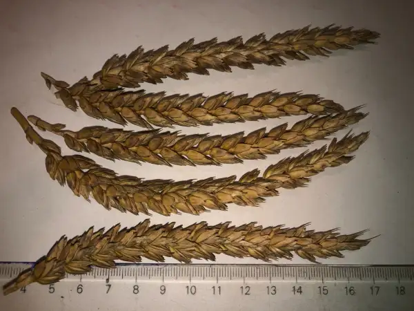 andere Gemüse: weizen 