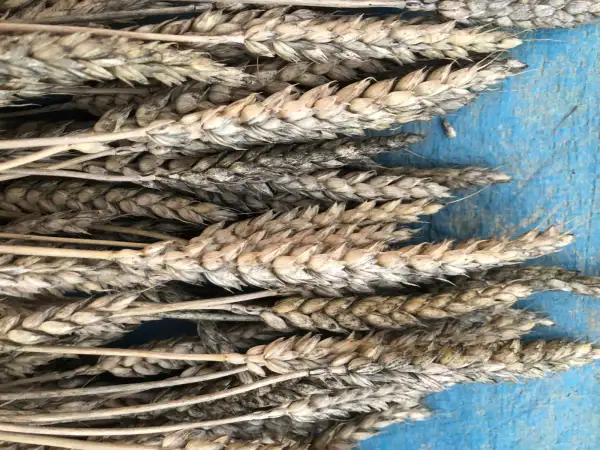 andere Gemüse: weizen 