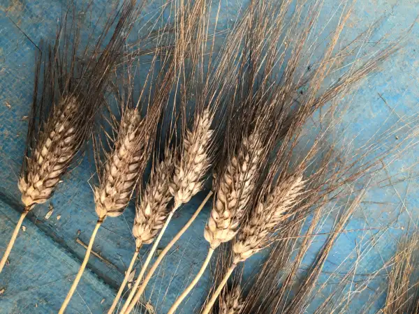 andere Gemüse: weizen 