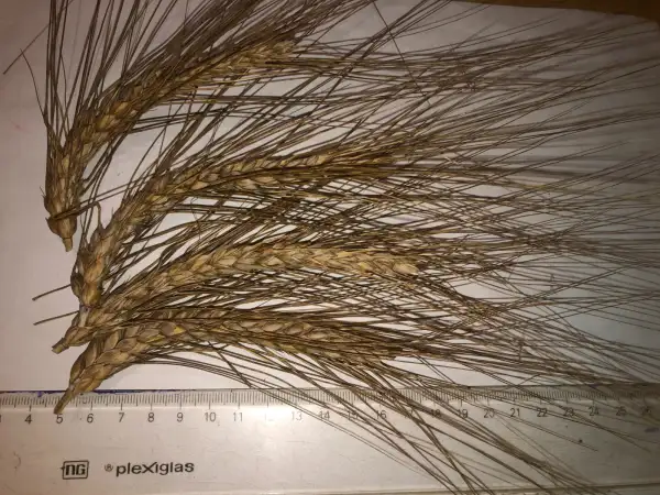 andere Gemüse: weizne 