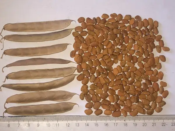 Bohnen: Wepegi Bawi Brown (P. acutifolius)