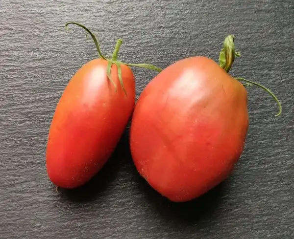 Tomaten: Wessel’s Purple Pride