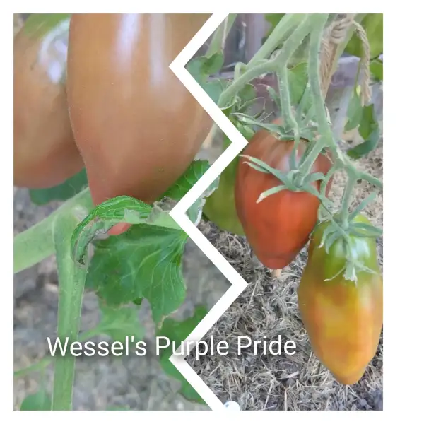 Tomaten: Wessel