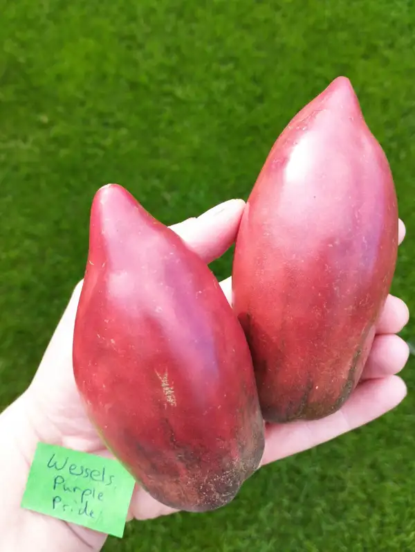 Tomaten: Wessels Purple Pride
