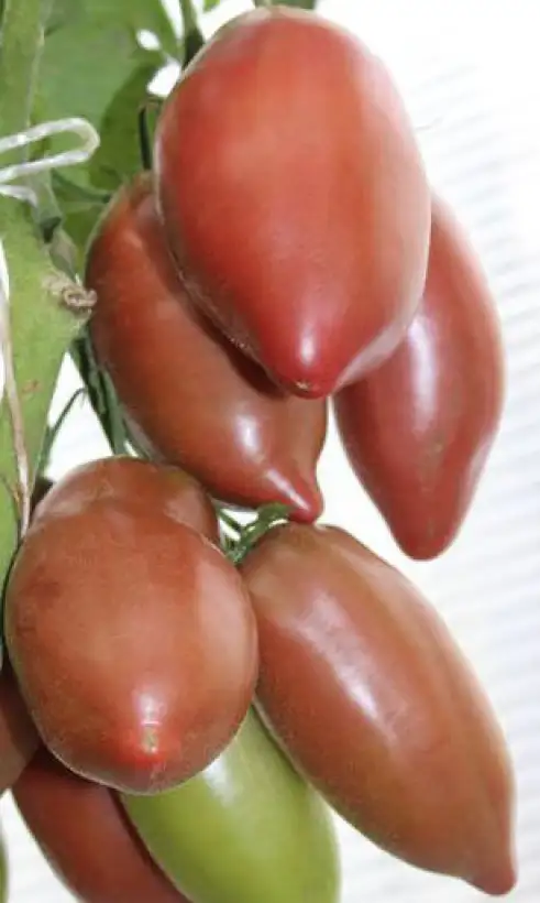 Tomaten: Wessels Purple Pride