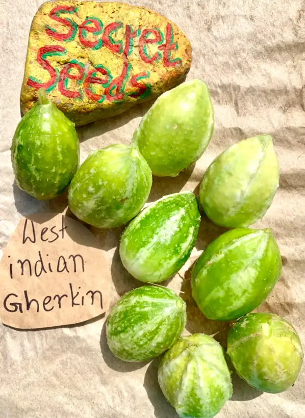 Gurken: West Indian Gherkin