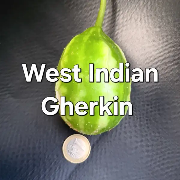 Gurken: West Indian Gherkin