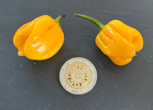 Chili / Paprika: West Indian Habanero