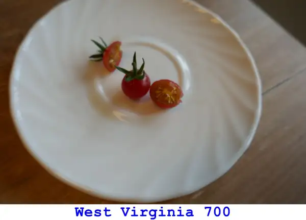 Tomaten: West Virginia 700