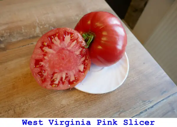 Tomaten: West Virginia Pink Slicer