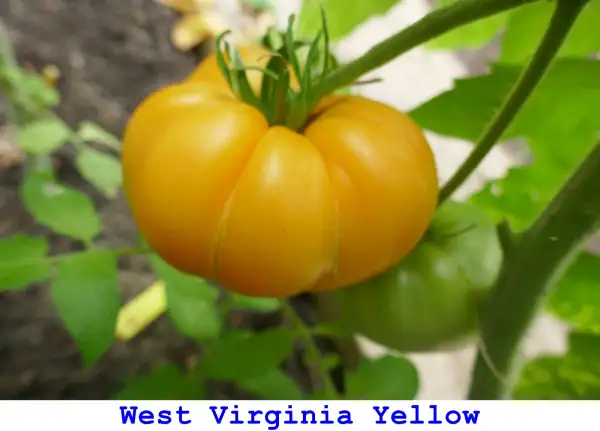 Tomaten: West Virginia Yellow