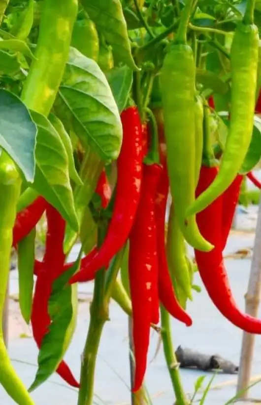 Chili / Paprika: Westlandia