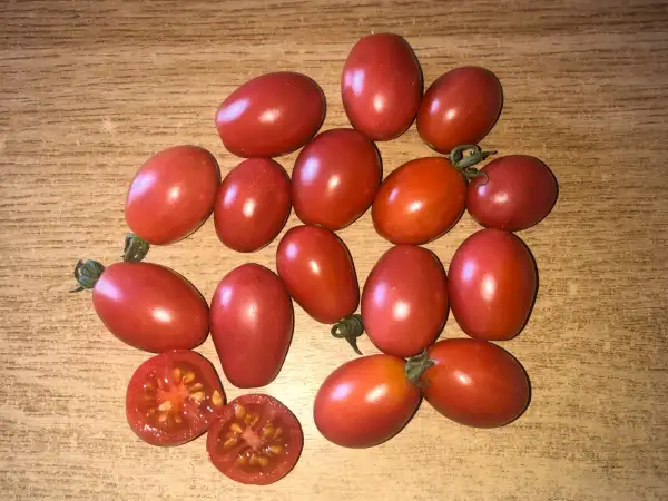 Tomaten: Wheatley Frost Resistant