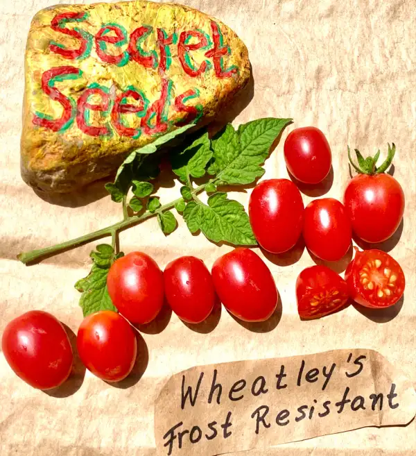 Tomaten: Wheatley’s Frost Resistant