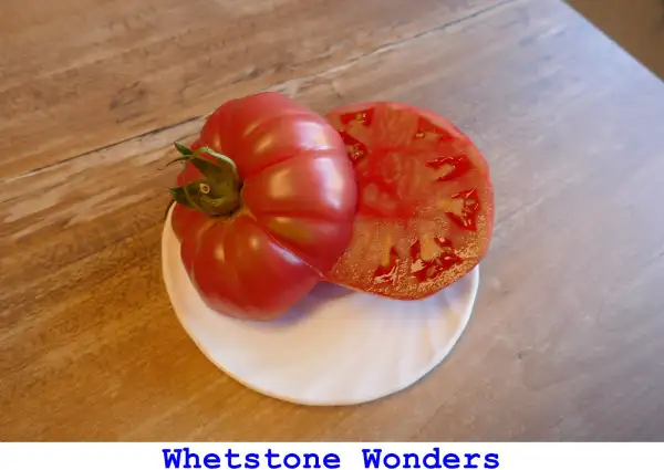 Tomaten: Whetstone Wonder