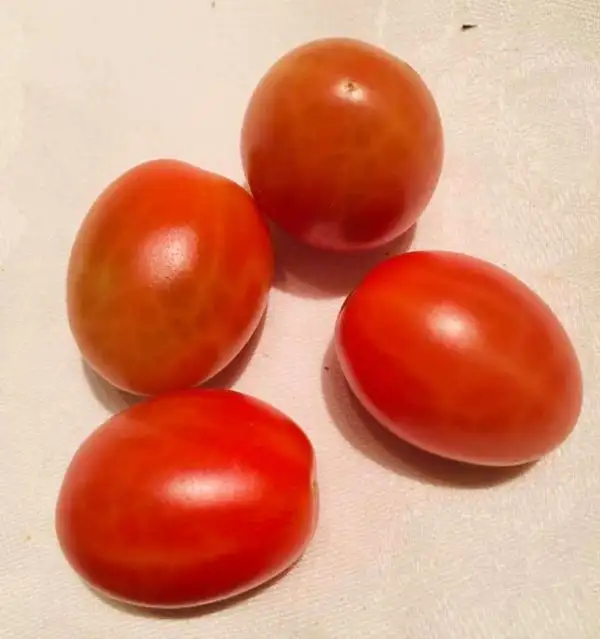 Tomaten: Whipper Snapper