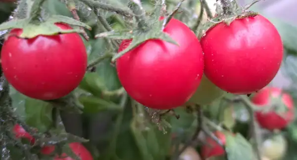 Tomaten: Whippersnapper