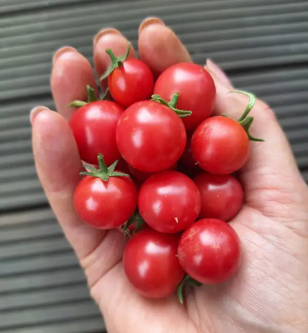 Tomaten: Whippersnapper