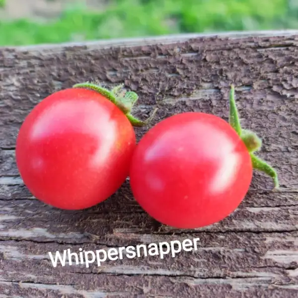 Tomaten: Whippersnapper