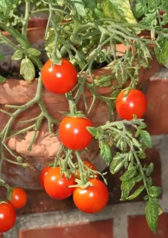 Tomaten: Whippersnapper