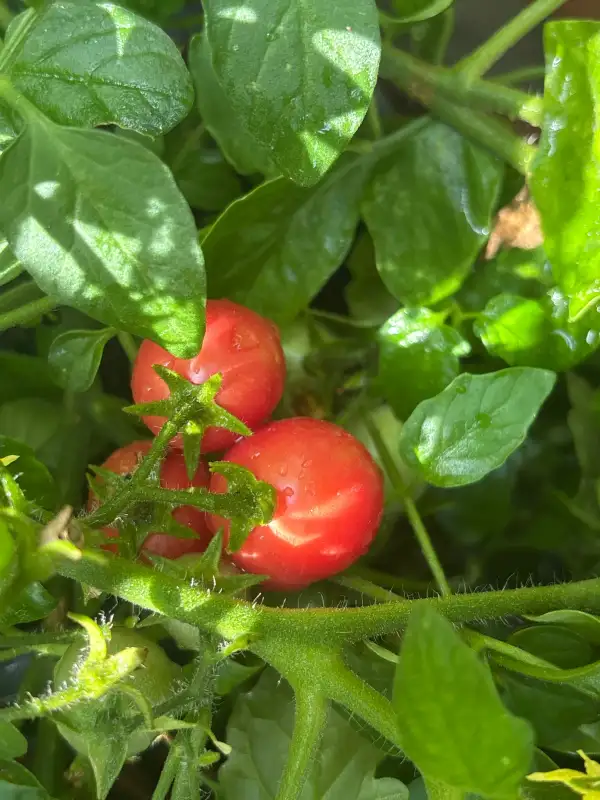 Tomaten: Whippersnapper