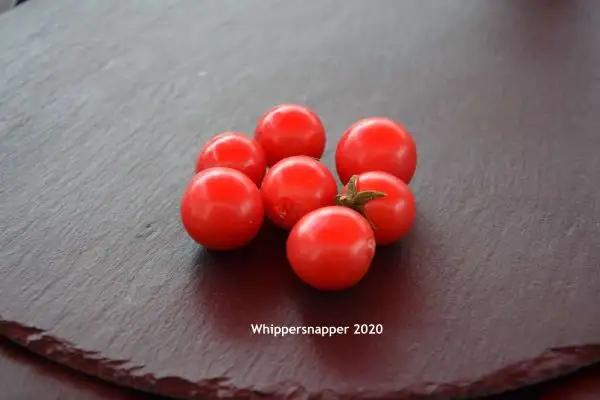 Tomaten: Whippersnapper