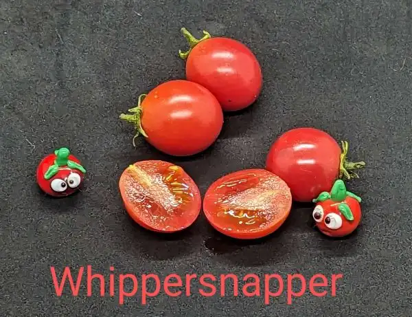 Tomaten: Whippersnapper