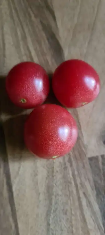 Tomaten: Whippersnapper/Dreikäsehoch