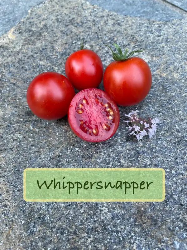 Tomaten: Whippersnapper / Dreikäsehoch