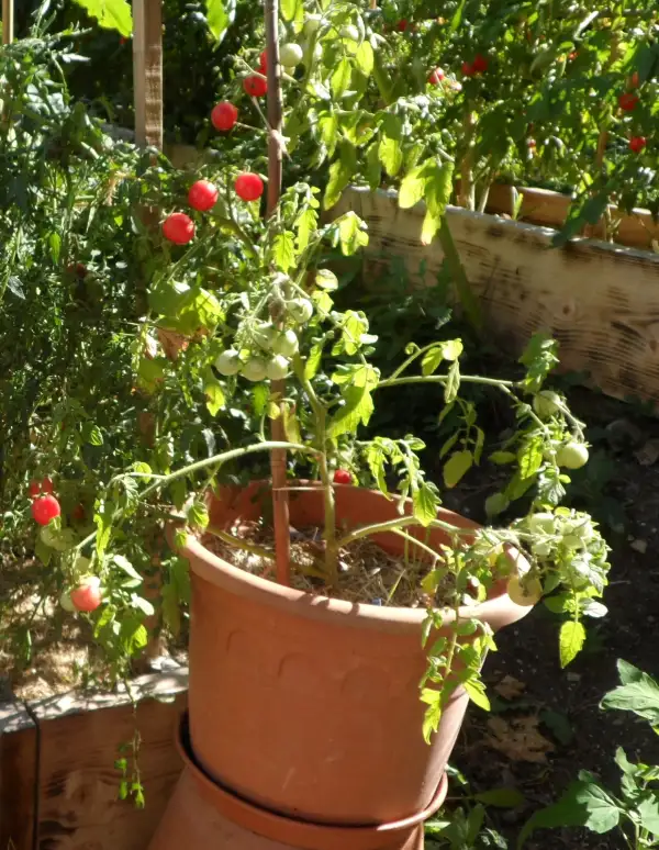Tomaten: Whippersnapper ( Kat# 2002 )