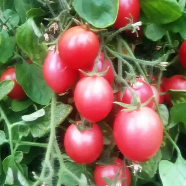 Tomaten: Whippersnapper oder Dreikäsehoch