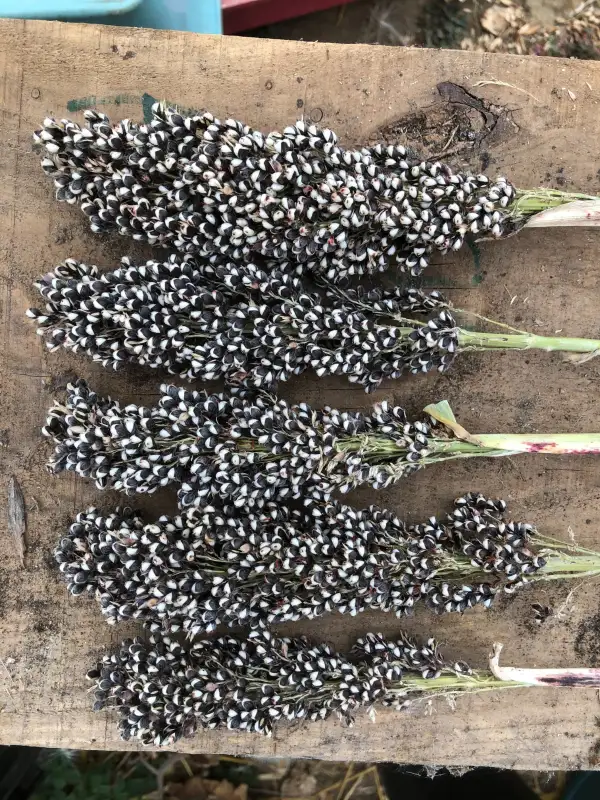 andere Gemüse: White African Sugar (Sorghum bicolor)