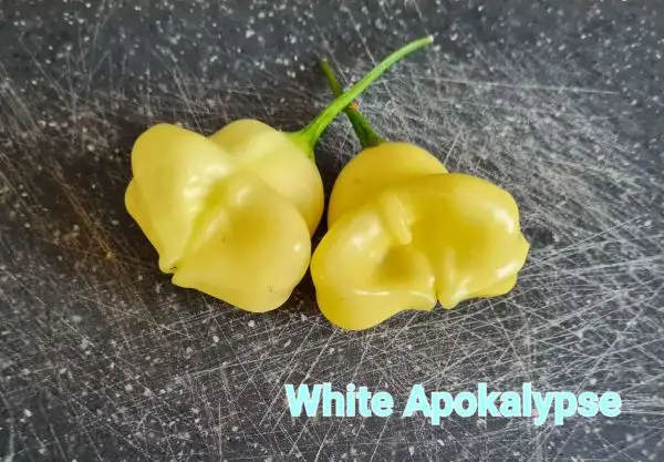 Chili / Paprika: White Apokalypse