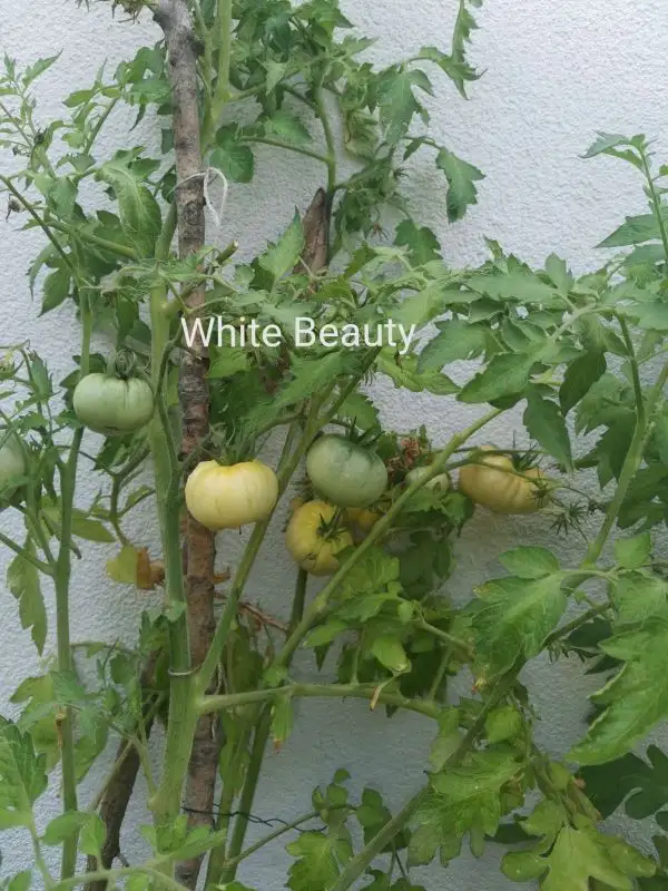 Tomaten: White Beauty