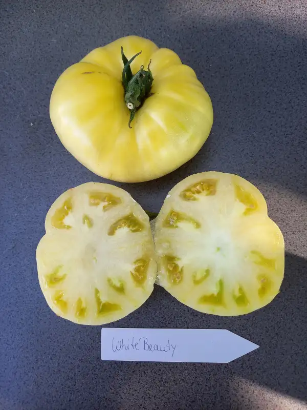 Tomaten: White Beauty