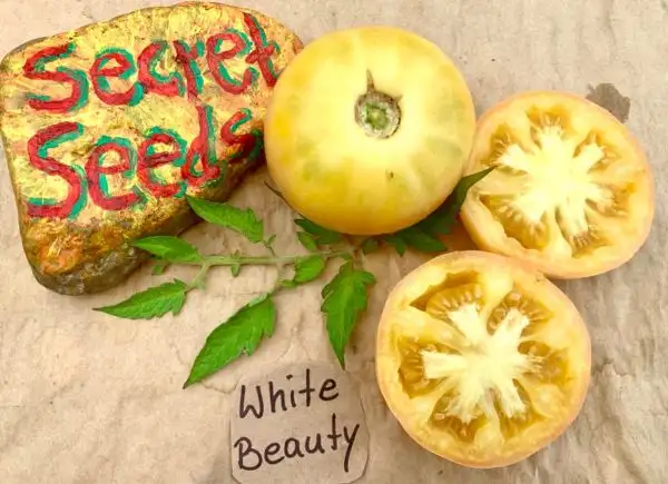 Tomaten: White Beauty