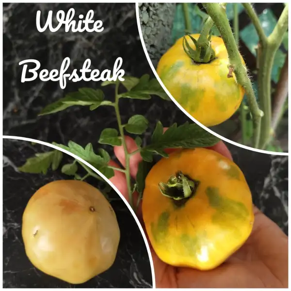 Tomaten: White Beefsteak