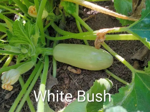 Zucchini: White Bush