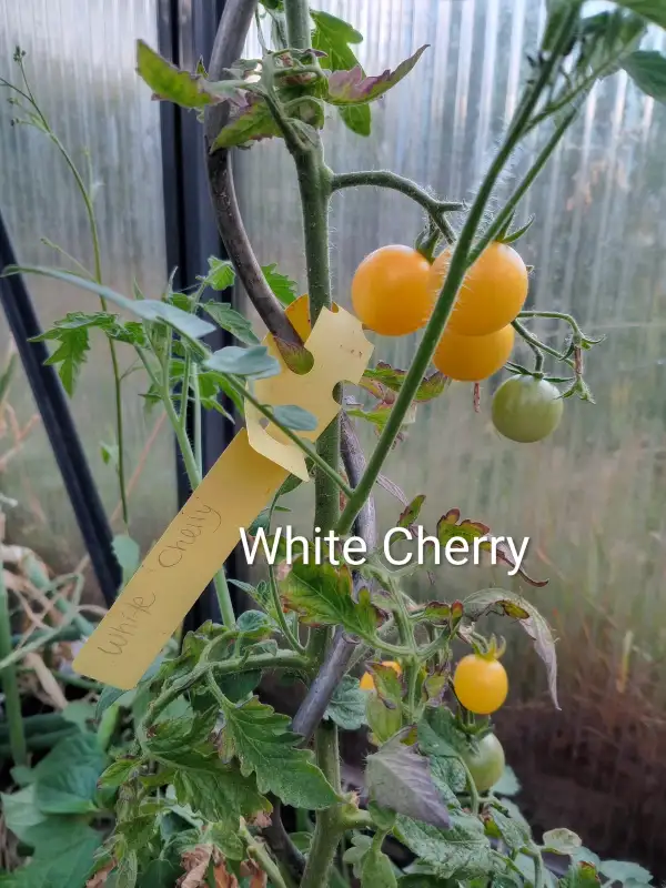 Tomaten: White Cherry,