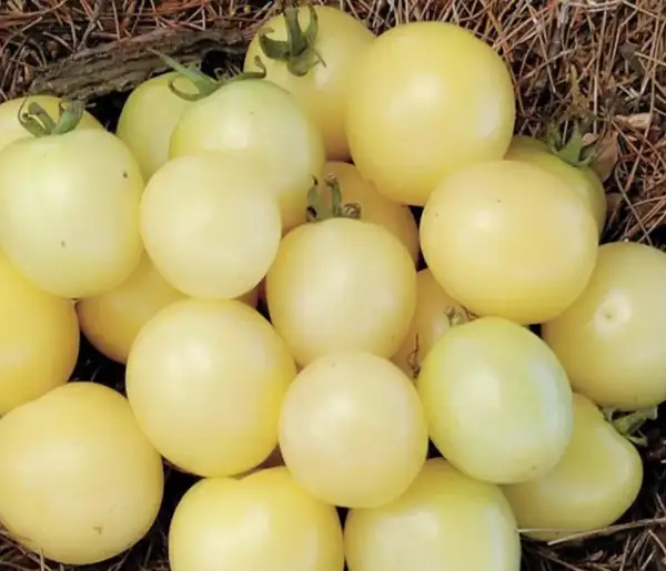 Tomaten: White Cherry