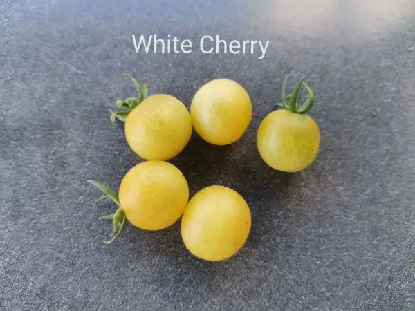 Tomaten: White Cherry