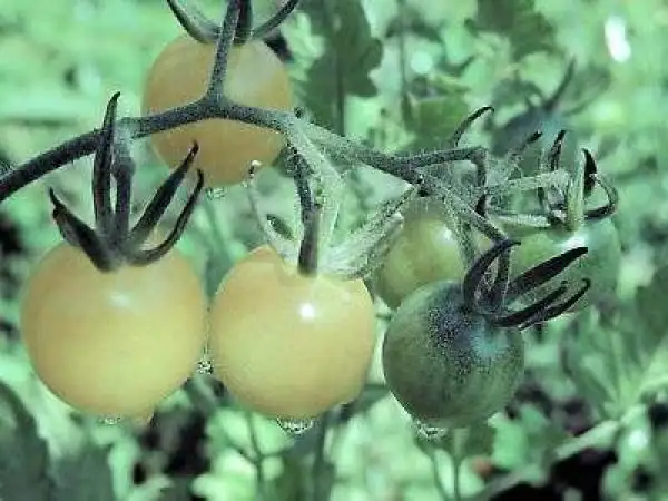 Tomaten: White Cherry