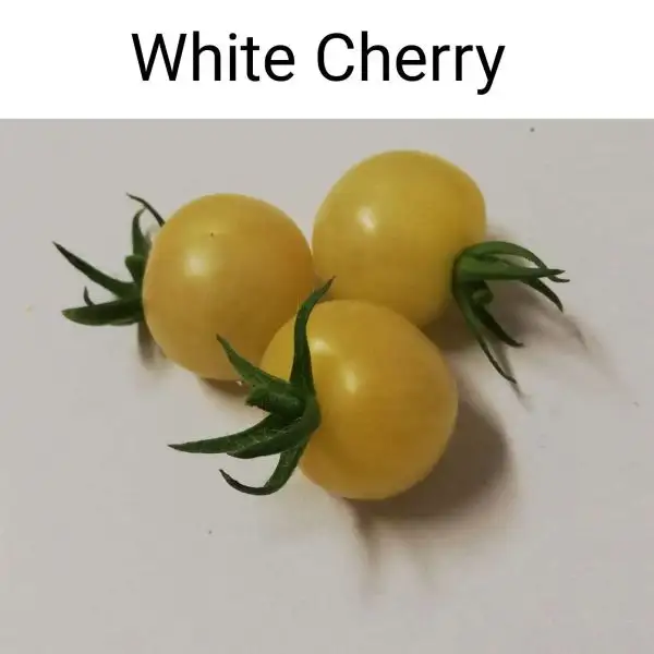 Tomaten: White Cherry