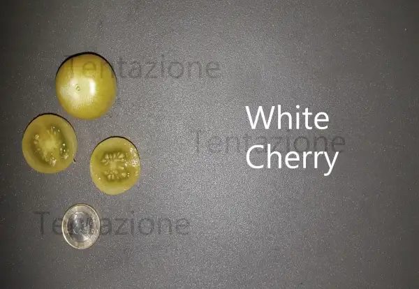 Tomaten: White Cherry