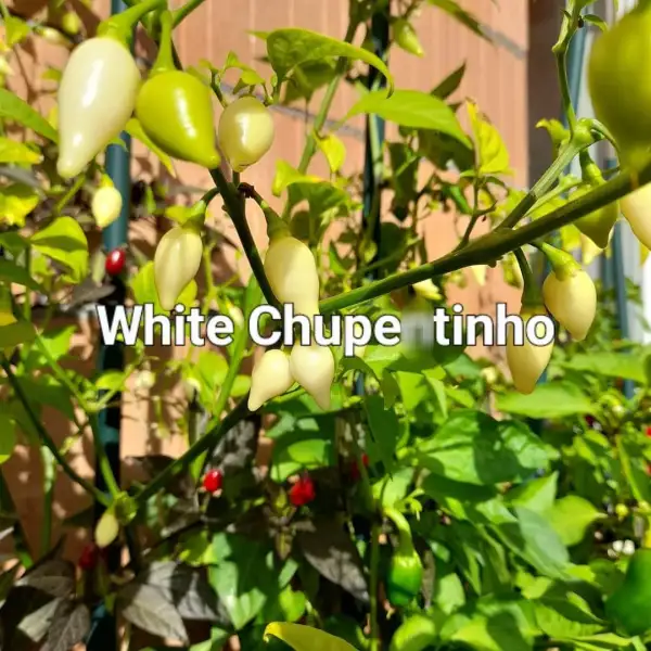 Chili / Paprika: White Chupetinho (Schärfegrad 8)