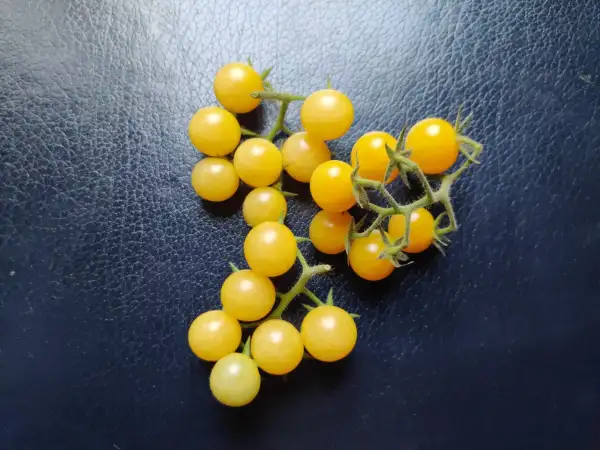 Tomaten: White Currant