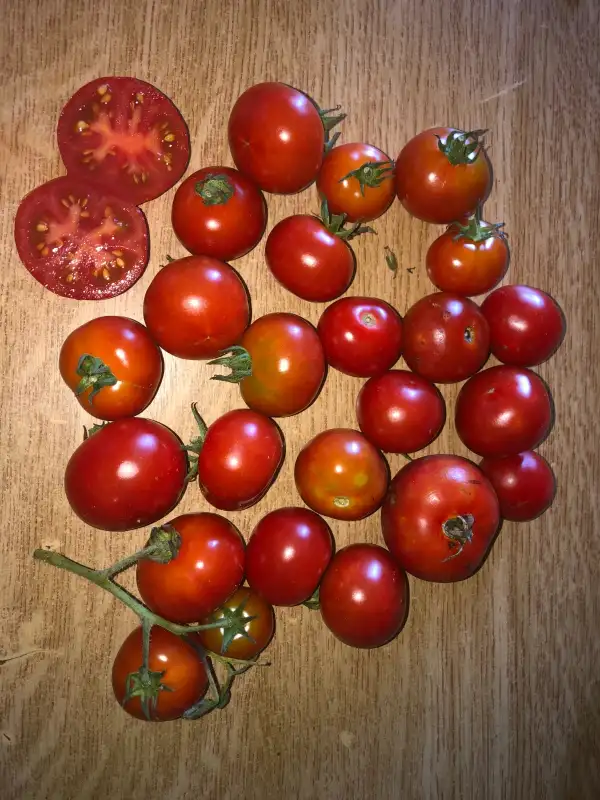 Tomaten: White Dream