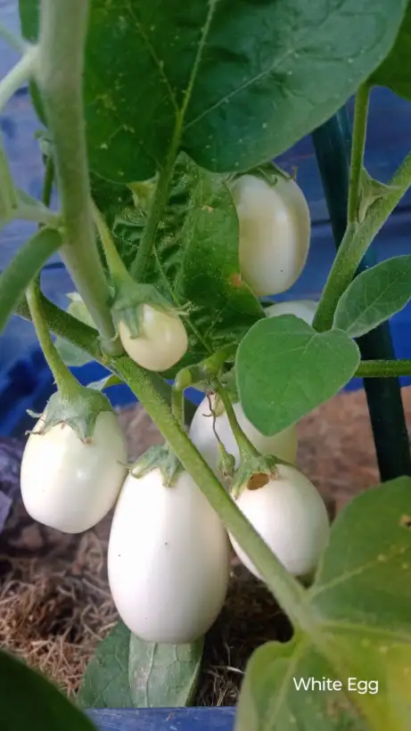 Auberginen: White Egg