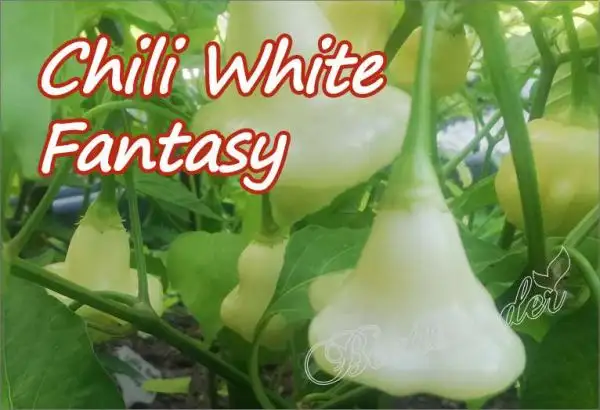 Chili / Paprika: White Fantasy