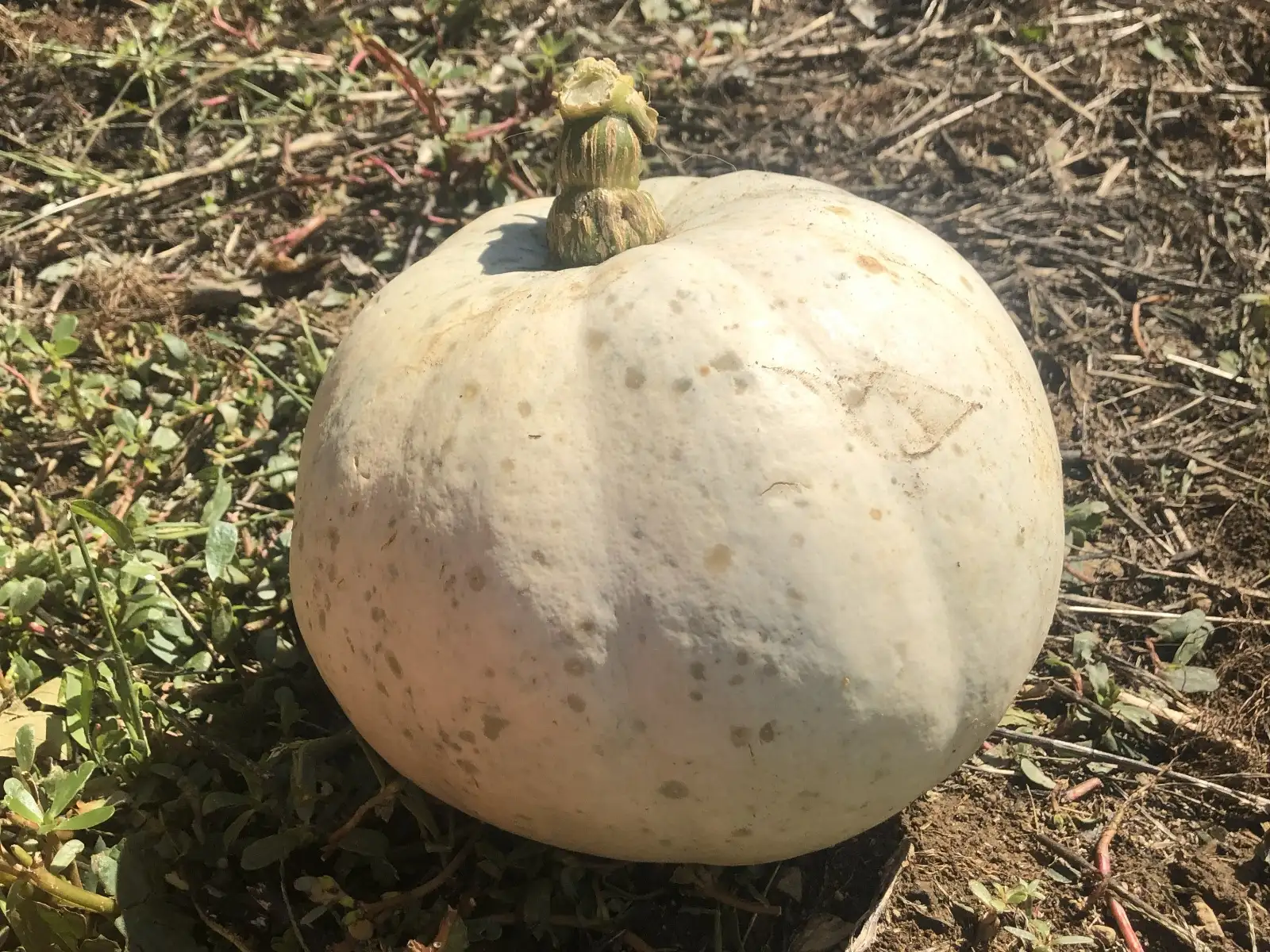 Kürbisse: White Hopi Jack O